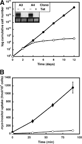 Check spelling or type a new query. Myo Inositol Uptake Is Essential For Bulk Inositol Phospholipid But Not Glycosylphosphatidylinositol Synthesis In Trypanosoma Brucei Journal Of Biological Chemistry