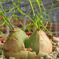Image result for Bowiea volubilis