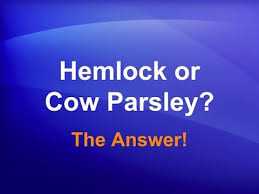 Check spelling or type a new query. Hemlock Versus Cow Parsley Can You Tell The Difference Youtube