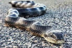 The Problem With The Only Good Snake Is A Dead Snake Mentality Rat Snake Snake Black Rat