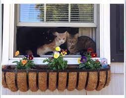 This diy catio fits perfectly with your sash or slider windows and is purrfect for those who don't have a yard. Cat Window Boxes The Man Caves She Sheds Of Cats Windowbox Com Blog