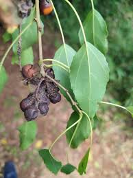 Image result for Cordia afra