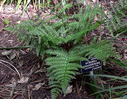 Image result for Rumohra adiantiformis