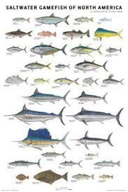 100 Best Bass Fishing Images Bass Fishing Fishing Tips Fish