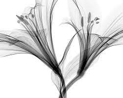 Black and white flowers images free download. 500 Black And White Flowers Pictures Hd Download Free Images On Unsplash