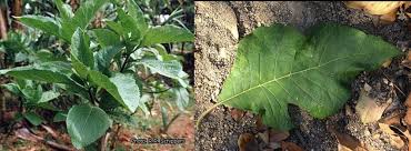 Image result for Vernonia ugandensis