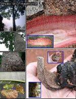 Image result for Khaya grandifoliola