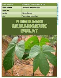 Cukup dengan merendam biji secukupnya di dalam air, lalu airnya bisa diminum sebagai penurun demam. Kembang Semangkuk Bulat Scaphium Linearicarpum Wannura