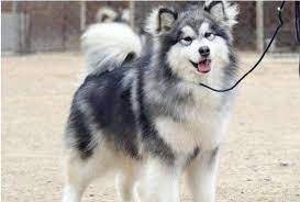 А на сы та си я. æƒ³å…»é˜¿æ‹‰æ–¯åŠ çŠ¬ å°±å¿…é¡»æ‰¿å—çš„ 6å¤§ä¼¤å®³