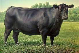 Angus Cow 182m 1 2007 By Hans Droog Cow Cattle Cow Photos