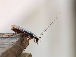 An obvious sign of a cockroach infestation is to find a live one scuttling across the floor. How To Get Rid Of Roaches For Good In Just A Few Steps Spy