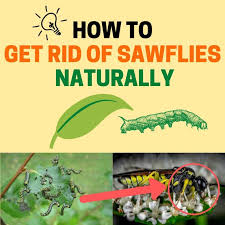 Green caterpillar eating rose leaves. How To Get Rid Of Sawflies Naturally Larvae And Adults Bugwiz