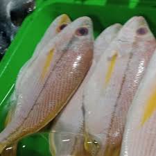 1/2 bungkus santan instan 7. Jual Ikan Kakap Ekor Kuning 1kg Jakarta Timur Global Ikan Mandiri Tokopedia