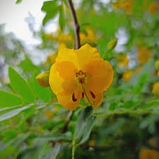 Image result for Senna floribunda