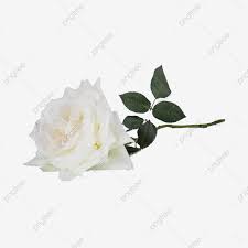 وردة بيضاء بابوا نيو غينيا مجانا زهور أبيض وردة بيضاء Png وملف