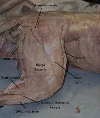 The digestive system (cat) (dog) includes the mouth, teeth, salivary glands, esophagus, stomach, intestine, pancreas, liver and gall bladder. 50 Cat Dissection Ideas Dissection Anatomy And Physiology Cat Anatomy