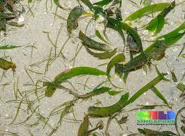 Image result for Thalassia hemprichii