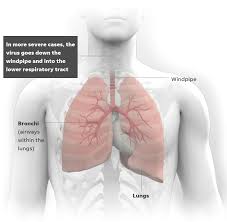 Which four body systems interact to allow a person to sneeze?. Which Four Body Systems Interact To Allow A Person To Sneeze Respiratory System Interactive Anatomy Guide The First Symptoms Are Sneezing And Coughing Optimum Movie