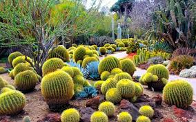 Desert Botanical Garden Photo Cactus Facts Outdoor Cactus Garden Desert Botanical Garden
