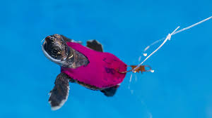 See full list on turtleowner.com Beach Crawling Doesn T Tire Out Baby Sea Turtles The New York Times