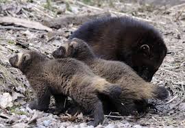 Baby Wolverines Are Not So Fierce Wolverine Animal Baby Wolverine North American Animals