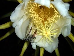 Pollination Wikipedia