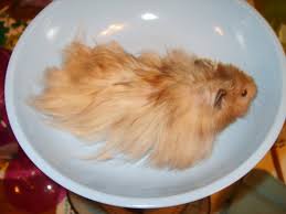 Both males and females of this fancy hamster breed have long hair, but it is the fluffy coat of the female that truly describes their namesake. Syrian Hamster Varieties Harvey Hams