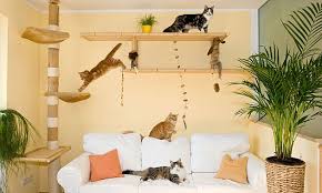 Was meinst du jetzt?eine katze die bis da freigänger war nur noch in der wohnung halten weil man sie zu sich. Das Katzenparadies In Der Wohnung Wohnung Katzen Katzen Wohnungen