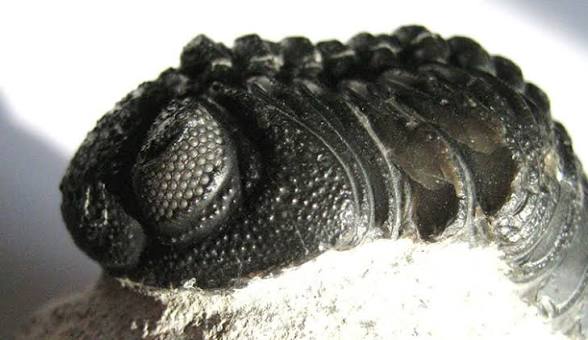 How trilobites conquered prehistoric oceans | Natural History Museum