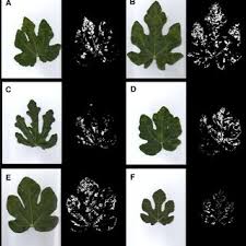 Maybe you would like to learn more about one of these? Pdf Viruses Associated With Fig Mosaic Disease In Different Fig Varieties In Montenegro