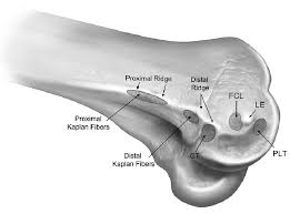 The elbow is a hinge joint consisting of three bones: Schematic Representation Of The Distal Femur Of A Right Knee Download Scientific Diagram