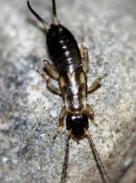 When the male extracts the virga, which in. How To Get Rid Of Earwigs One Of The Scariest Bugs Of Lore Wgme