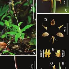 Image result for Habenaria dregeana