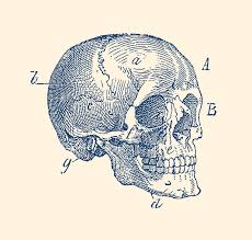 Human anatomy for muscle, reproductive, and skeleton. Skull Diagram Vintage Anatomy Poster Drawing By Vintage Anatomy Prints