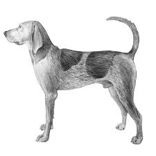 Check spelling or type a new query. American English Coonhounds Dog Breed Info Photos Common Names And More Embarkvet