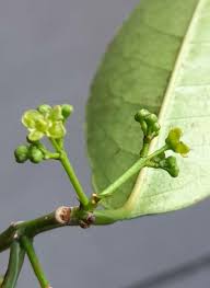 Image result for Elaeodendron