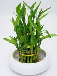 How To Care For A Lucky Bamboo Plant Indoor Bamboo Plant Bamboo Plants Plants