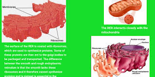 What is difference between rough and smooth endoplasmic reticulum. Rough Endoplasmic Reticulum Infogram