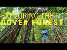 This address can also be written as 14498 dover forest drive apartment 2, orlando, florida 32828. Exploring Dover Forest Youtube