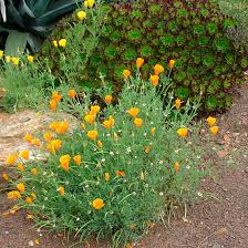 Image result for Eschscholzia