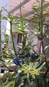 Larva bisul daun mangga menghisap cairan didalam daun mangga. Air Deterjen Untuk Mengusir Hama Daun Mangga Kompasiana Com