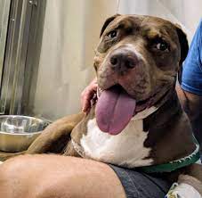 Is there a veterinary clinic in santa fe nm? Rancho Santa Fe Veterinary Hospital 19 Photos 45 Reviews Veterinarians 971a Lomas Santa Fe Solana Beach Ca Phone Number