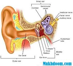 Anatomy Of Ear Surgicomed Com Stairs Of Success Oido Interno Anatomia Y Fisiologia Humana Anatomia Medica