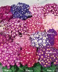 Image result for Cineraria saxifraga