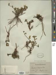 Image result for Dyschoriste albiflora