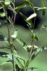 Image result for Sida acuta