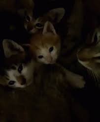 Entra para ver el gif animado. Gifs Animados De Amor Y Gatitos Gifs Animados