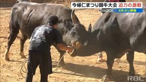 猛牛の迫力ある闘い繰り広げられる 4年ぶりに今帰仁まつり闘牛大会 | TBS NEWS DIG