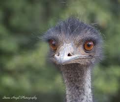 emu lazy 5 ranch mooresville n c