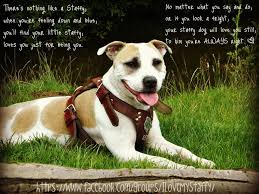 Staffy Poem Staffy Dog Dog Quotes Staffordshire Bull Terrier